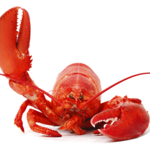 Lobsters